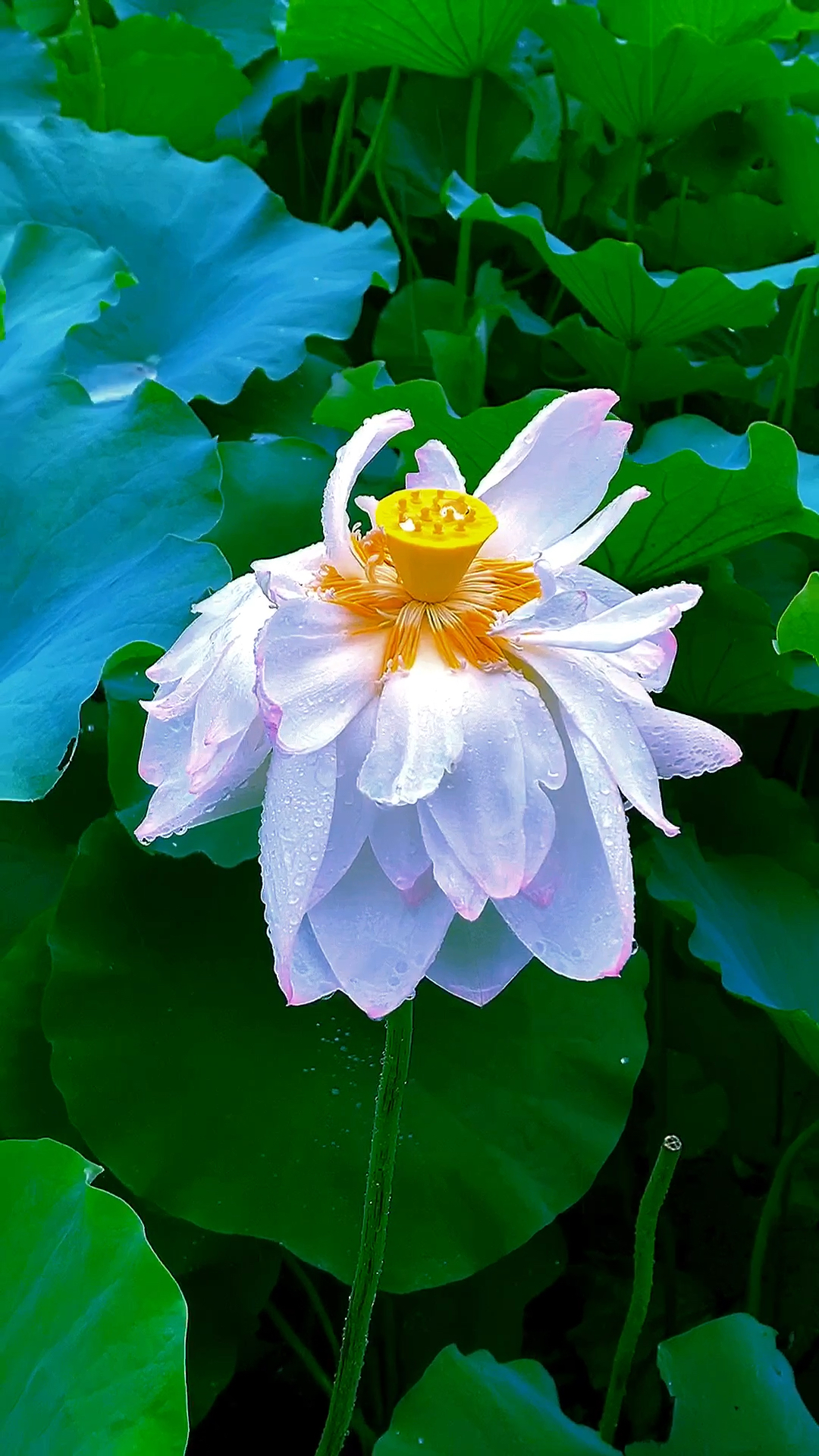 心归明净,自得安然.