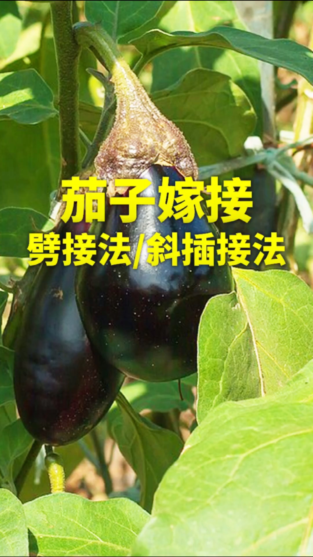 记录我的农村生活农村种植栽培蔬菜茄子时劈接法和斜插接法嫁接方法