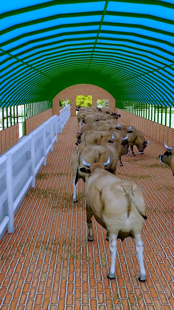 养牛大棚#9米宽45米长单排养牛大棚,你觉得这种牛棚怎么样呢?-度小视