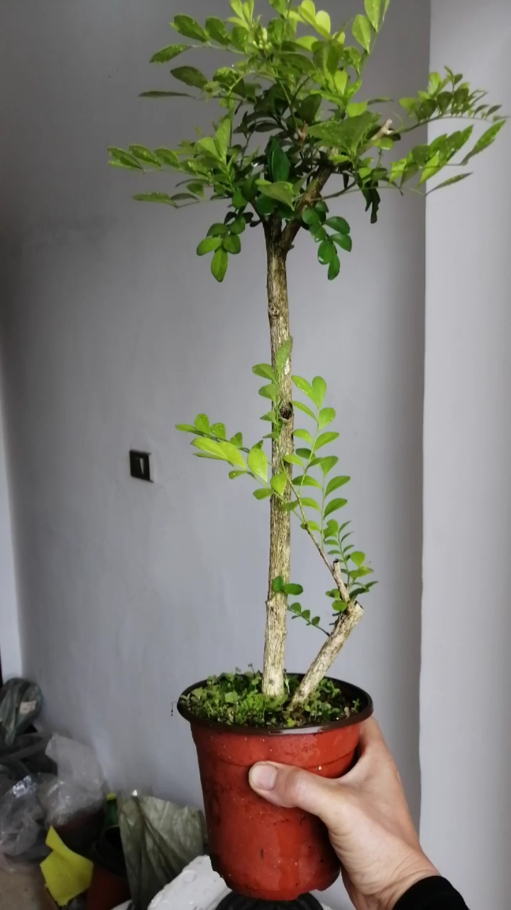 盆景#双杆九里香