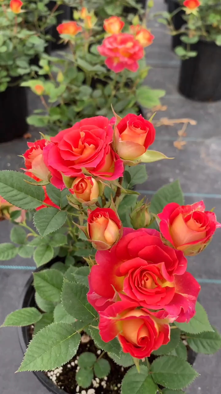 双鱼座月季,喜欢的双击加关注