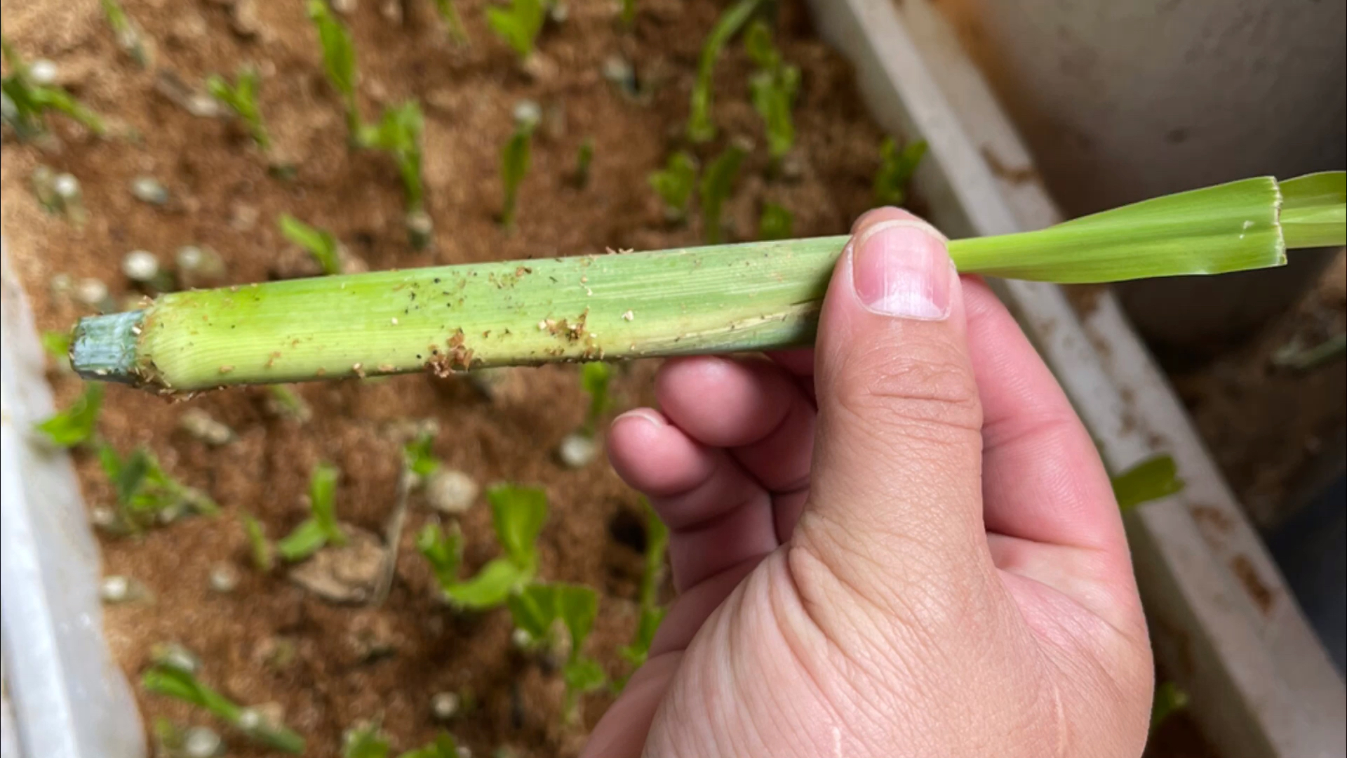 高产牧草种子#这品种牧草,芦甘草,专供牛羊鱼猪鸡鸭鹅青饲料