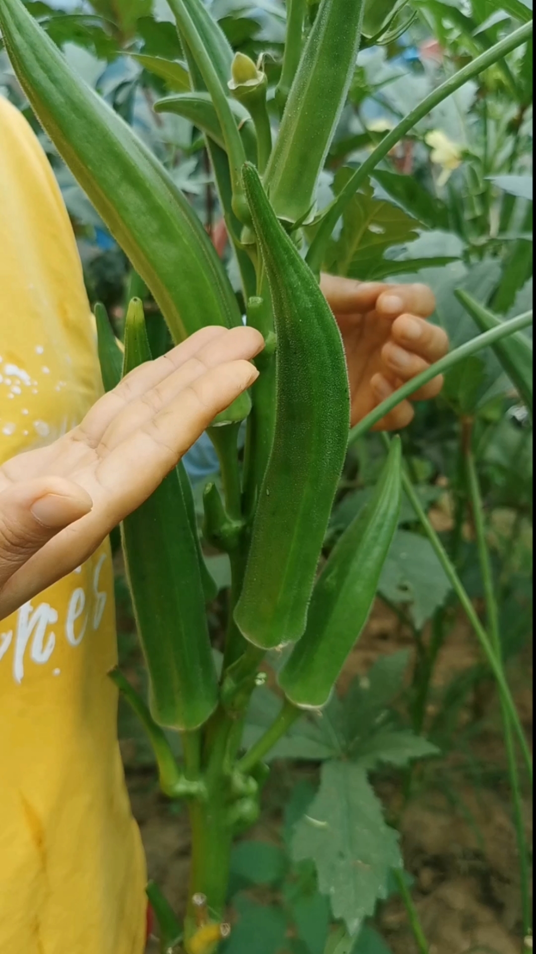 秋葵从30厘米左右就开始采摘一直能长到两米多高夏天种秋葵长的更快