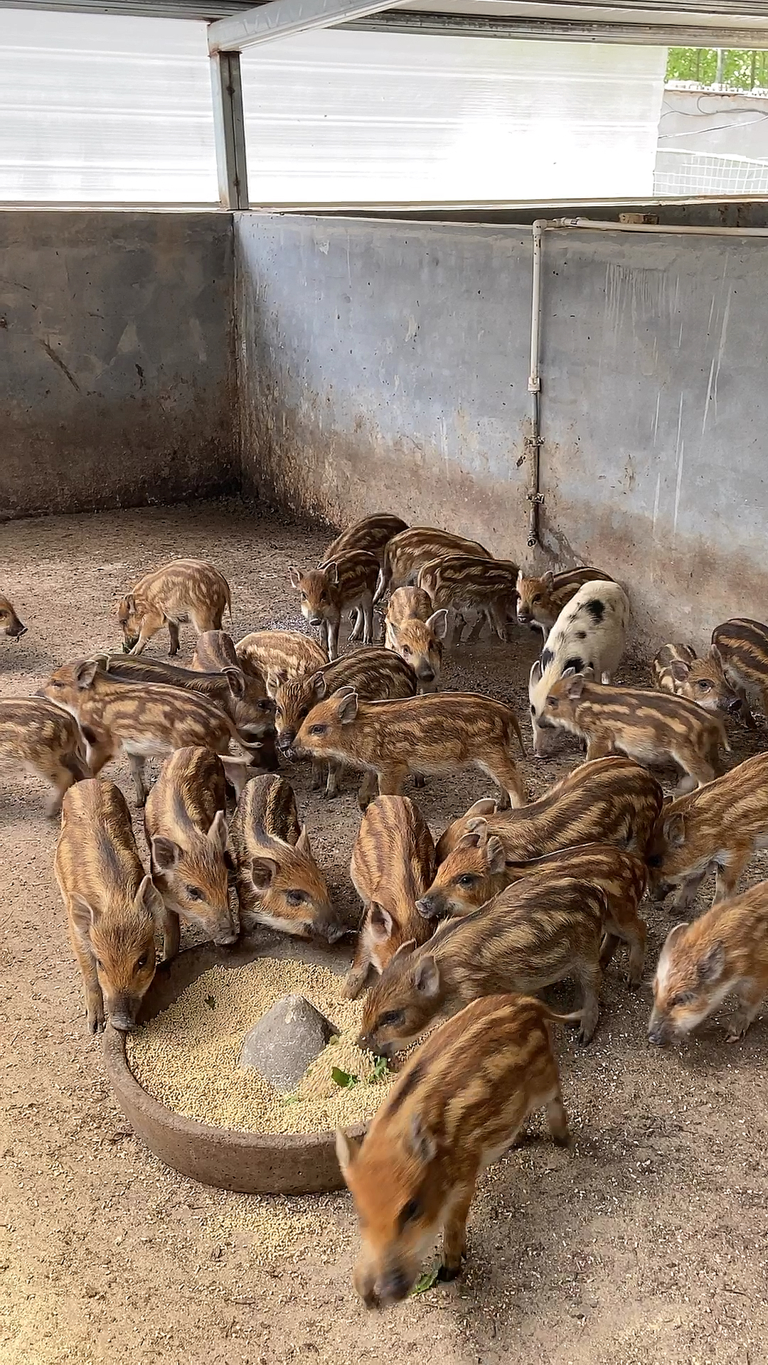 浙江野猪苗养殖