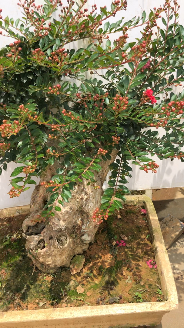 盆景#精品姬紫薇花苞满满