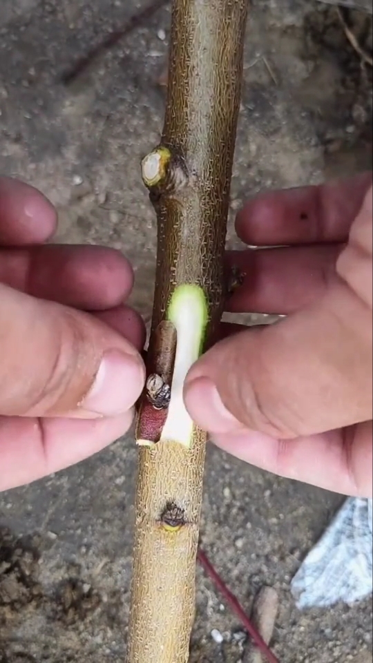 扦插技术#小伙嫁接桃树,成活率非常高.