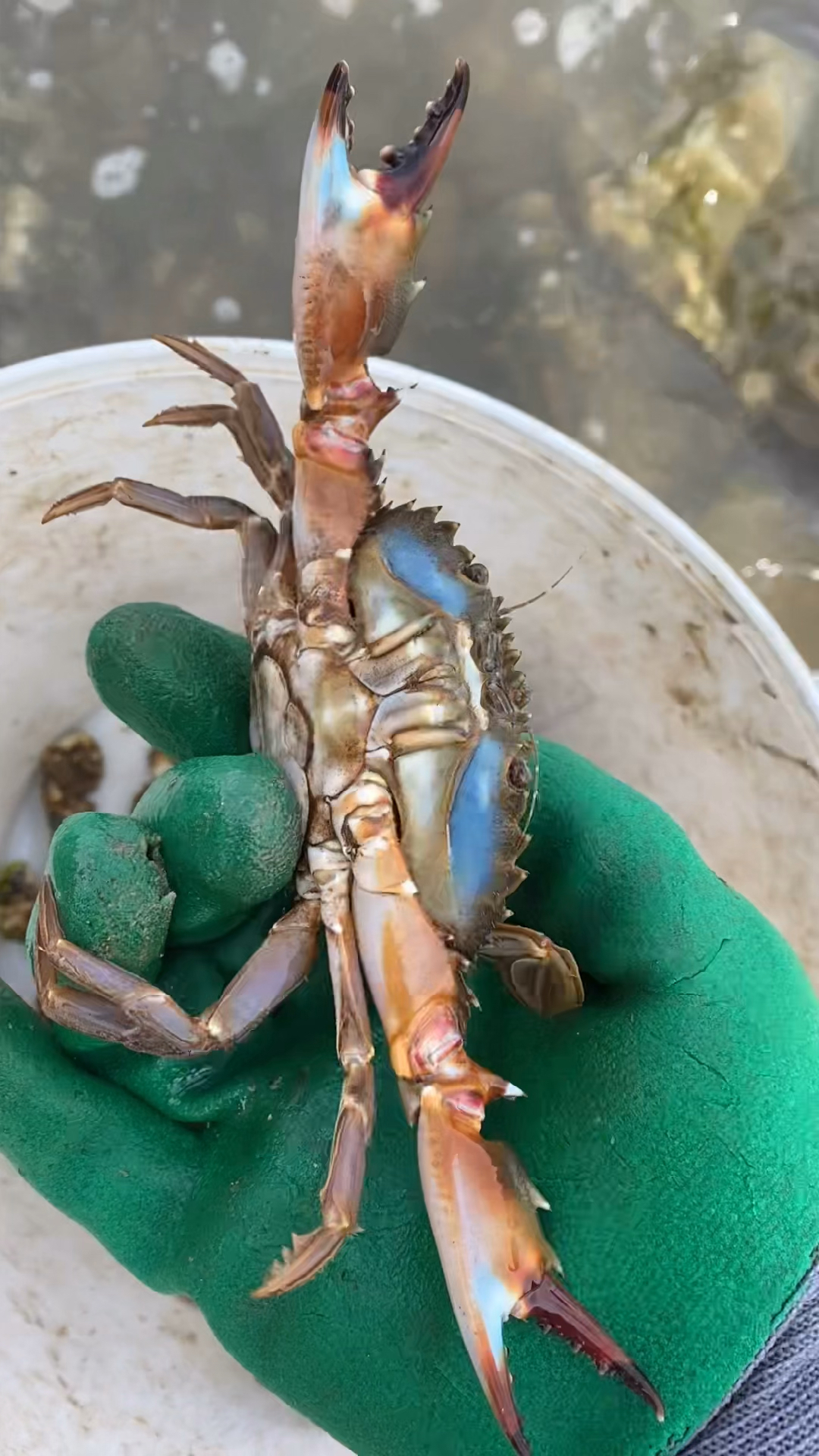 今日份赶海收获!