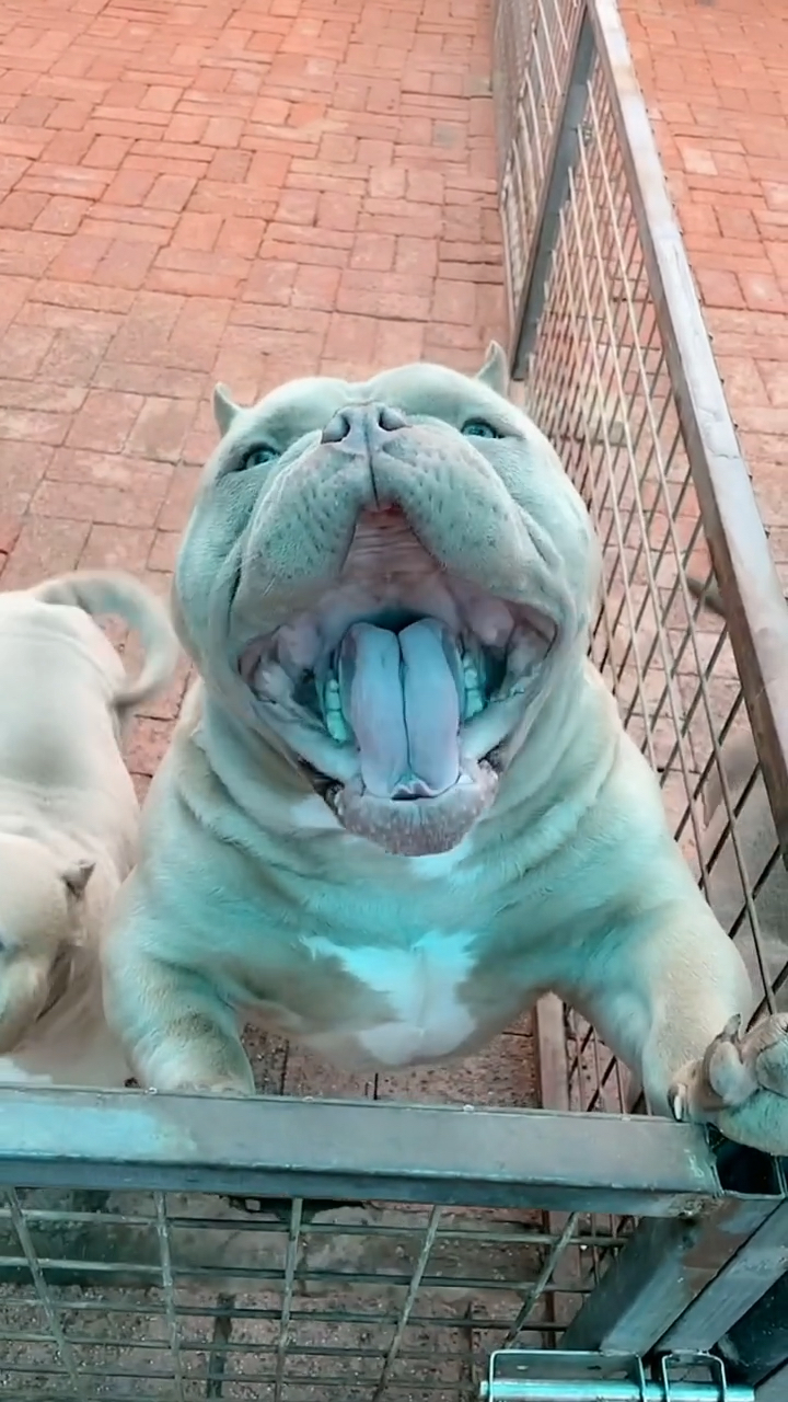 家有萌宠萌宠恶霸犬这大嘴凶不凶