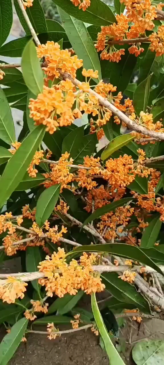 堰红桂,花苞爆满