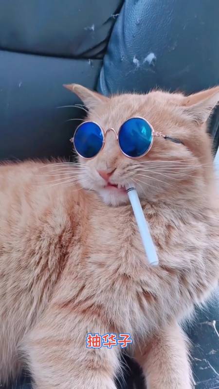 #家有猫咪#大黄真的会抽烟了,明日点-全民小视频
