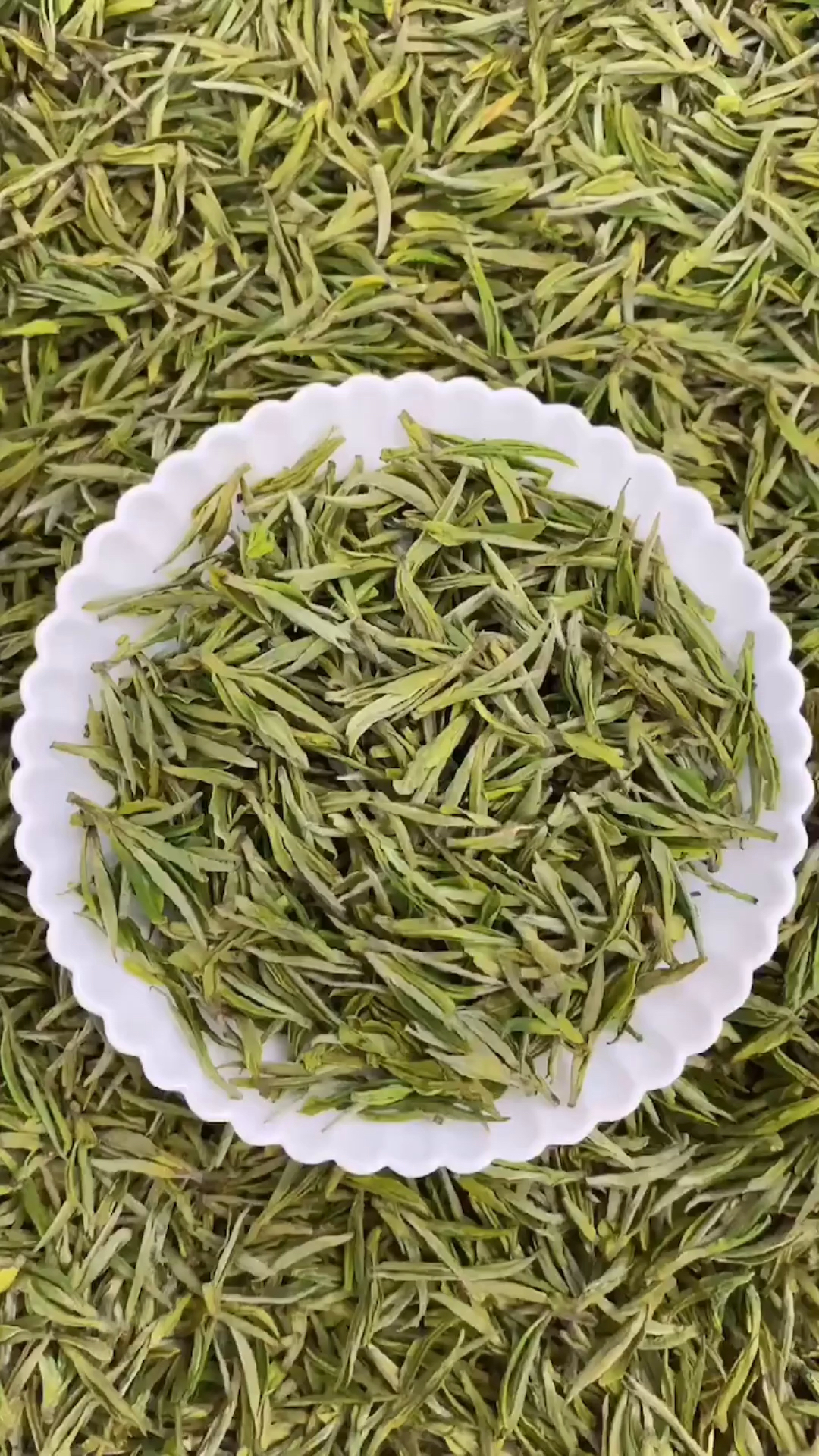 茶与养生#满满氨基酸的安吉白茶