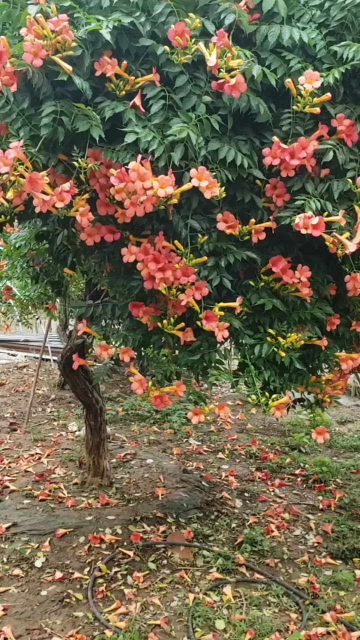 爬藤凌霄花耐寒耐旱,南北方都可以栽植,花開整個夏天