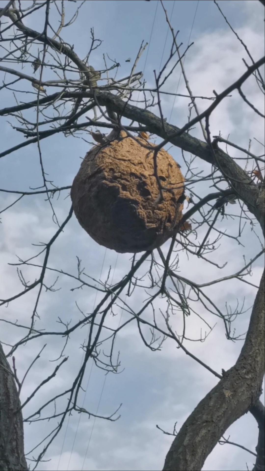 记录我的农村生活#近距离接触,巨型马蜂窝