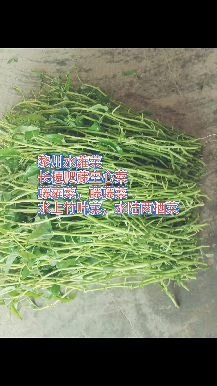无根也能生长,越割它长势越好,常年热销#黎川水蕹菜#长梗爬藤空心菜