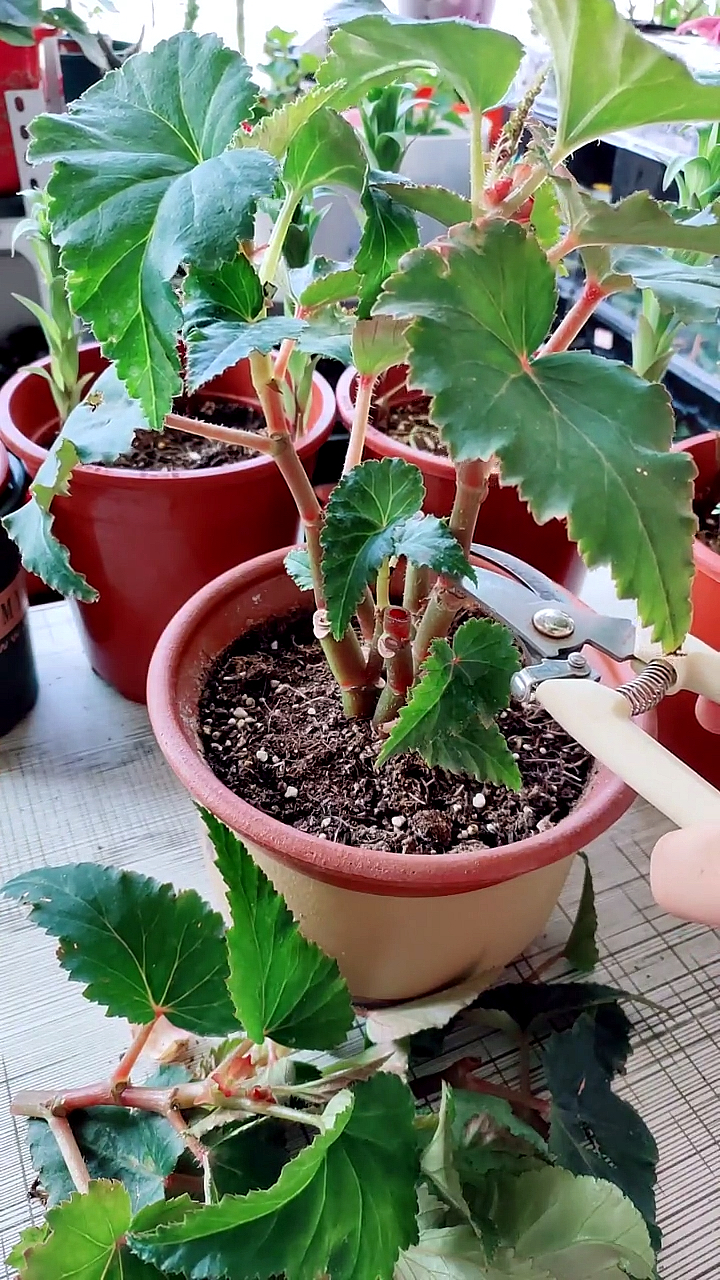 海棠花扦插繁殖容易成活