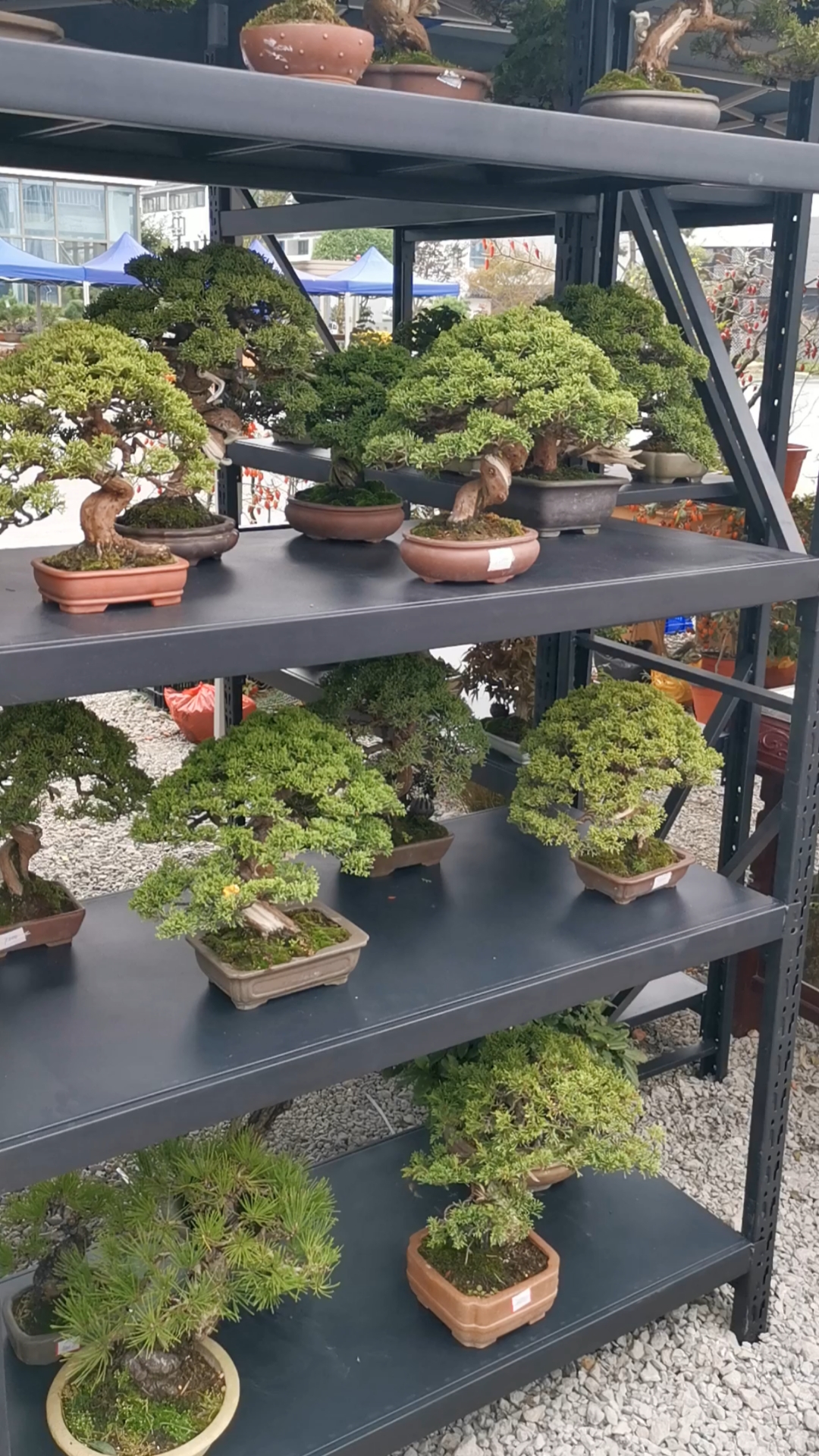 千奇百怪盆景桩#盆景展会一家,小精品太漂亮了