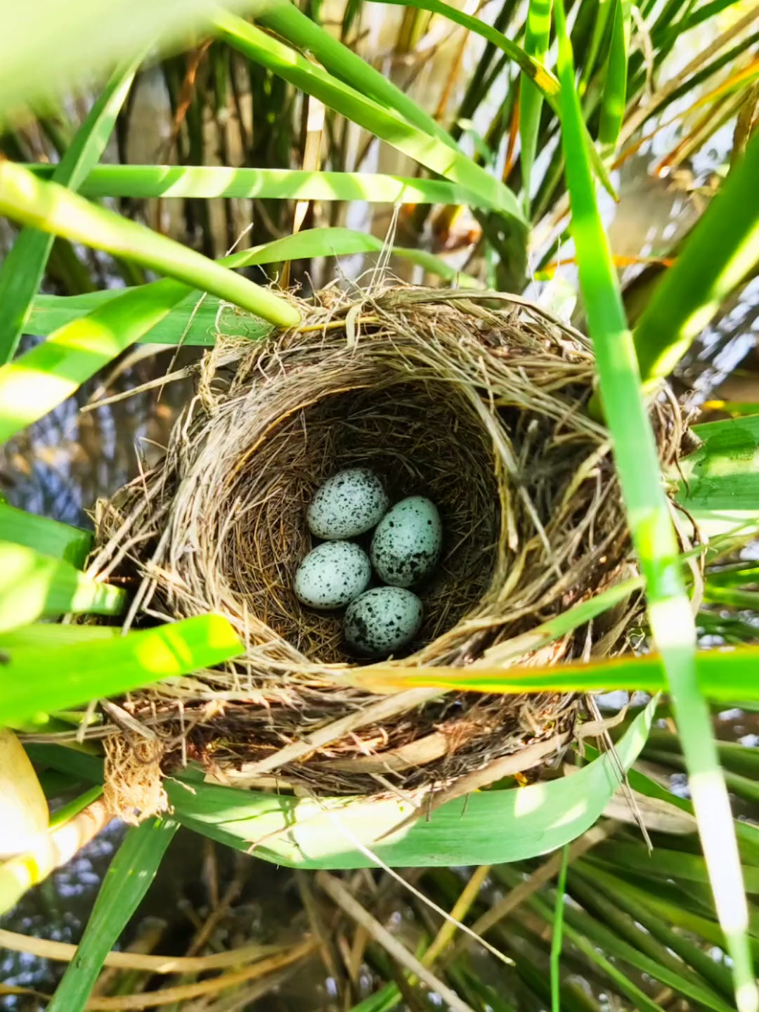 这是当时大苇莺窝里的四枚蛋,应该有一枚是杜鹃鸟的,也不太明显呀