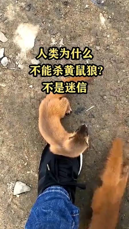 奇闻趣事抢先看#人类为什么不能杀黄鼠狼,不是迷信.