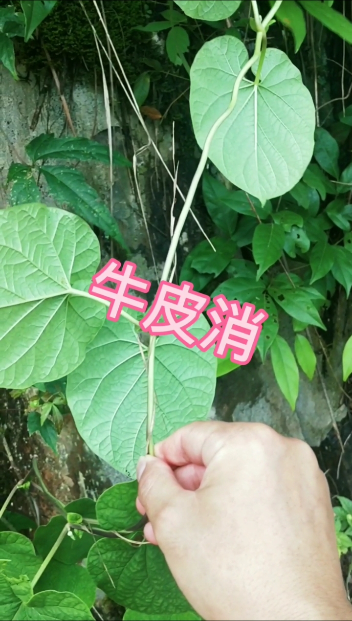 认识中草药#学名:牛皮消,叶片圆形心形状,根肥厚,表皮淡黄颜色,作用