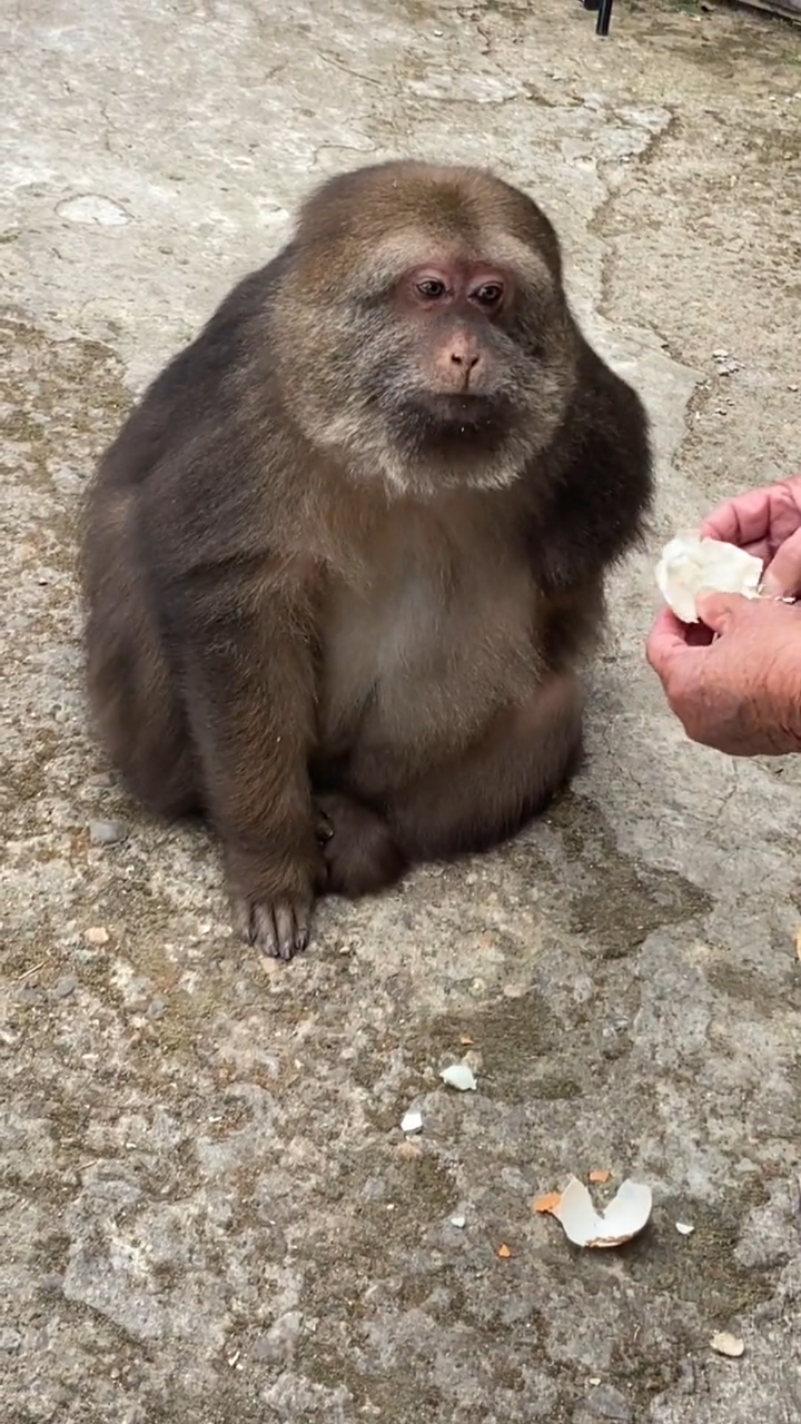师太喂独臂猴星星吃鸡蛋,星星真的太可爱了