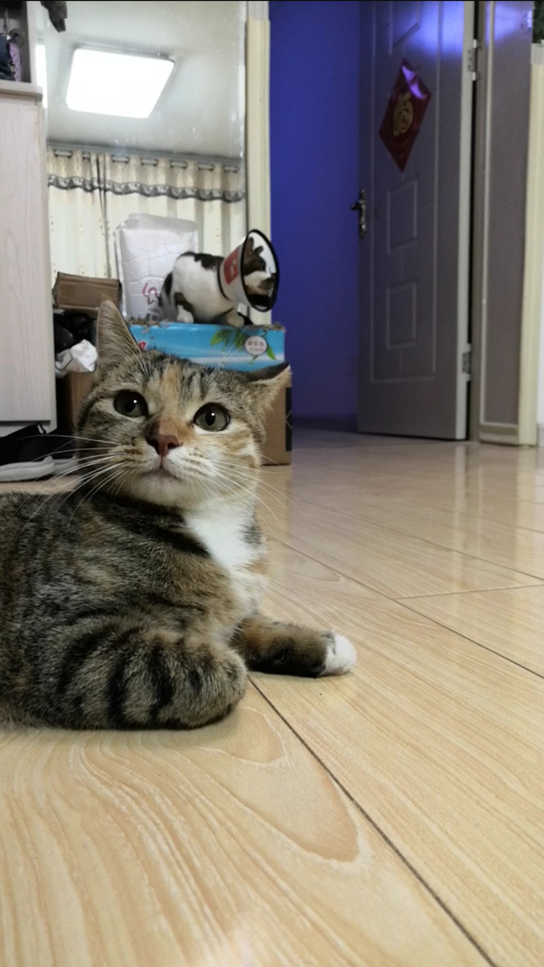 混血狸花猫#小:拍完了吗?我要走啦啊?