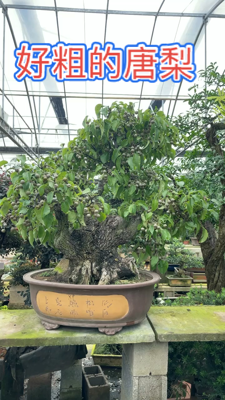 根盘很大的一颗唐梨古桩,满树结果!