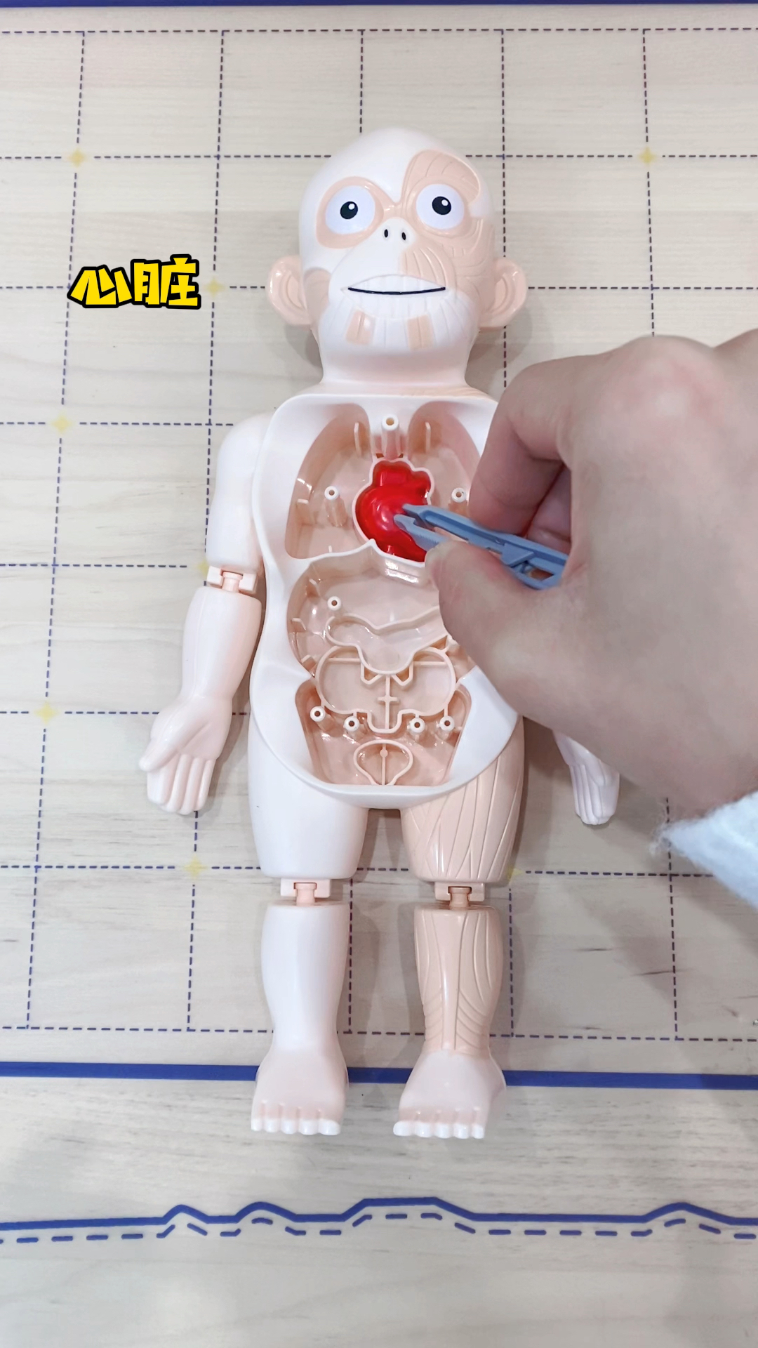 育儿人体模型启蒙百科玩具可以教会孩子认识各种器官以及作用并且爱惜