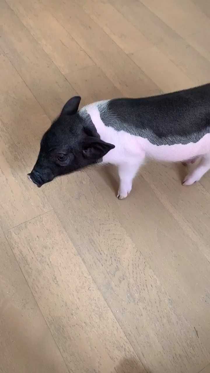 老四说:"到底咱俩谁是猪"-全民小视频