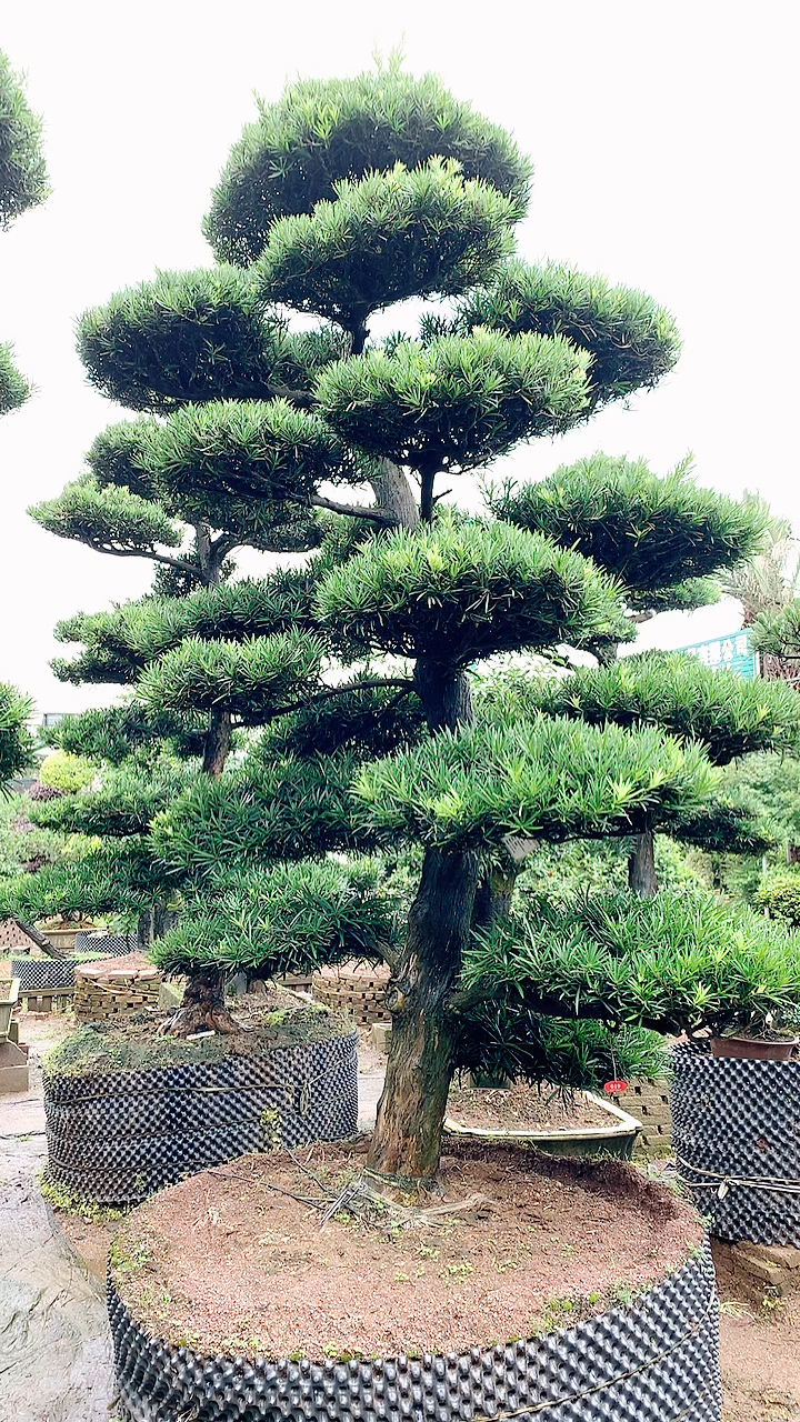 看看一棵进囗罗汉松要价4万元怎么样