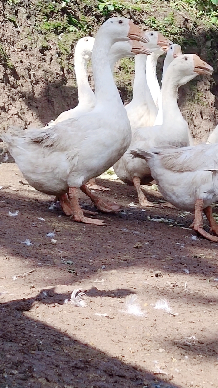 有喜欢产蛋王五龙鹅的吗?