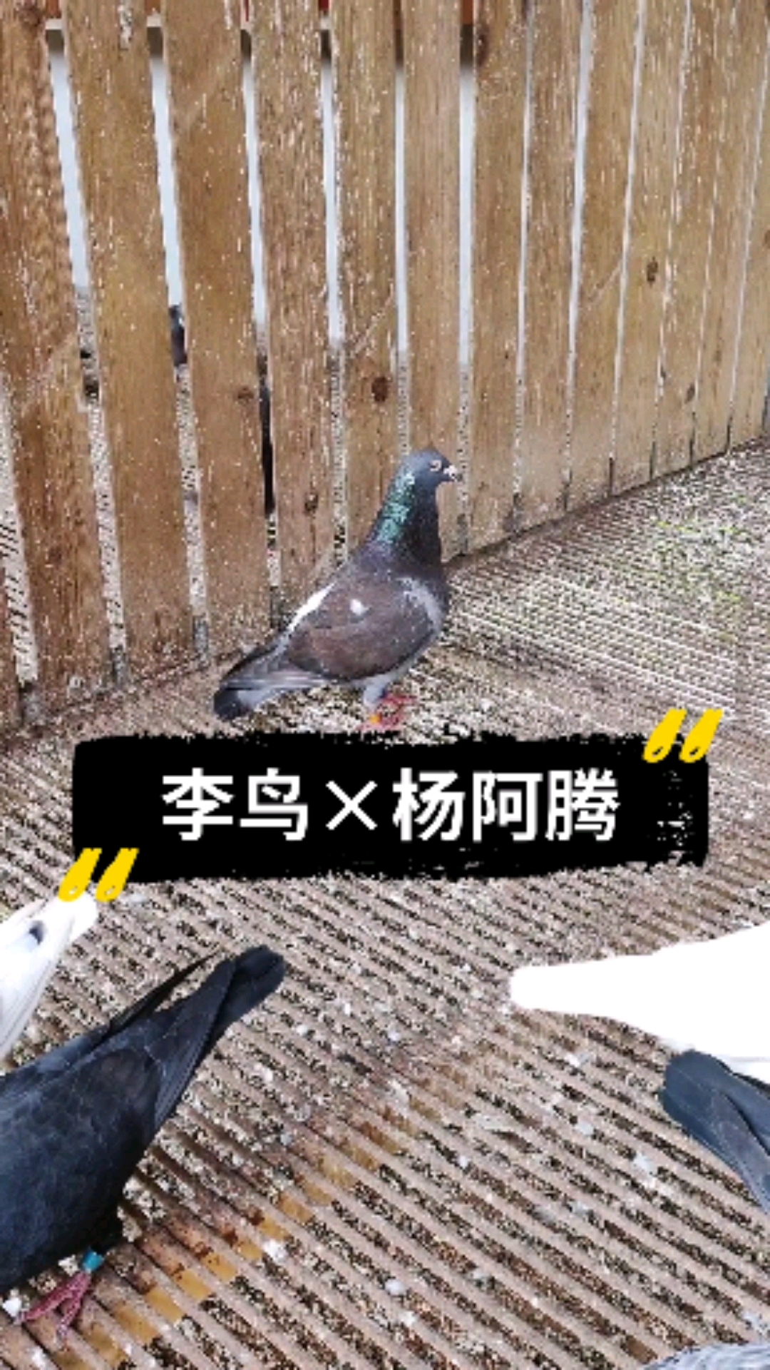 鸽子佳丽#铁锈红李鸟×杨阿腾种公