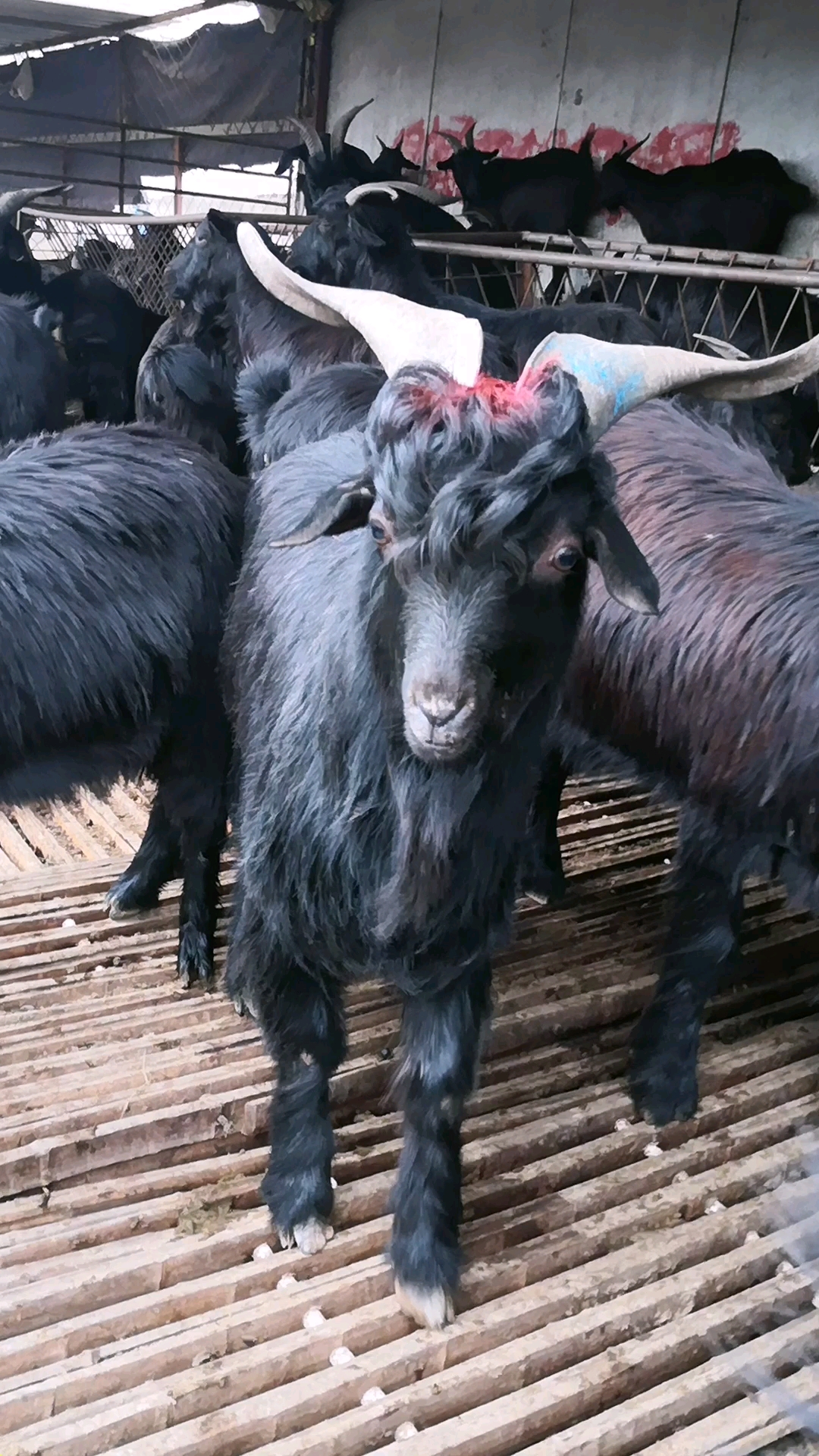 四川朋友视频挑选的黑山羊小公羊,品相不错吧