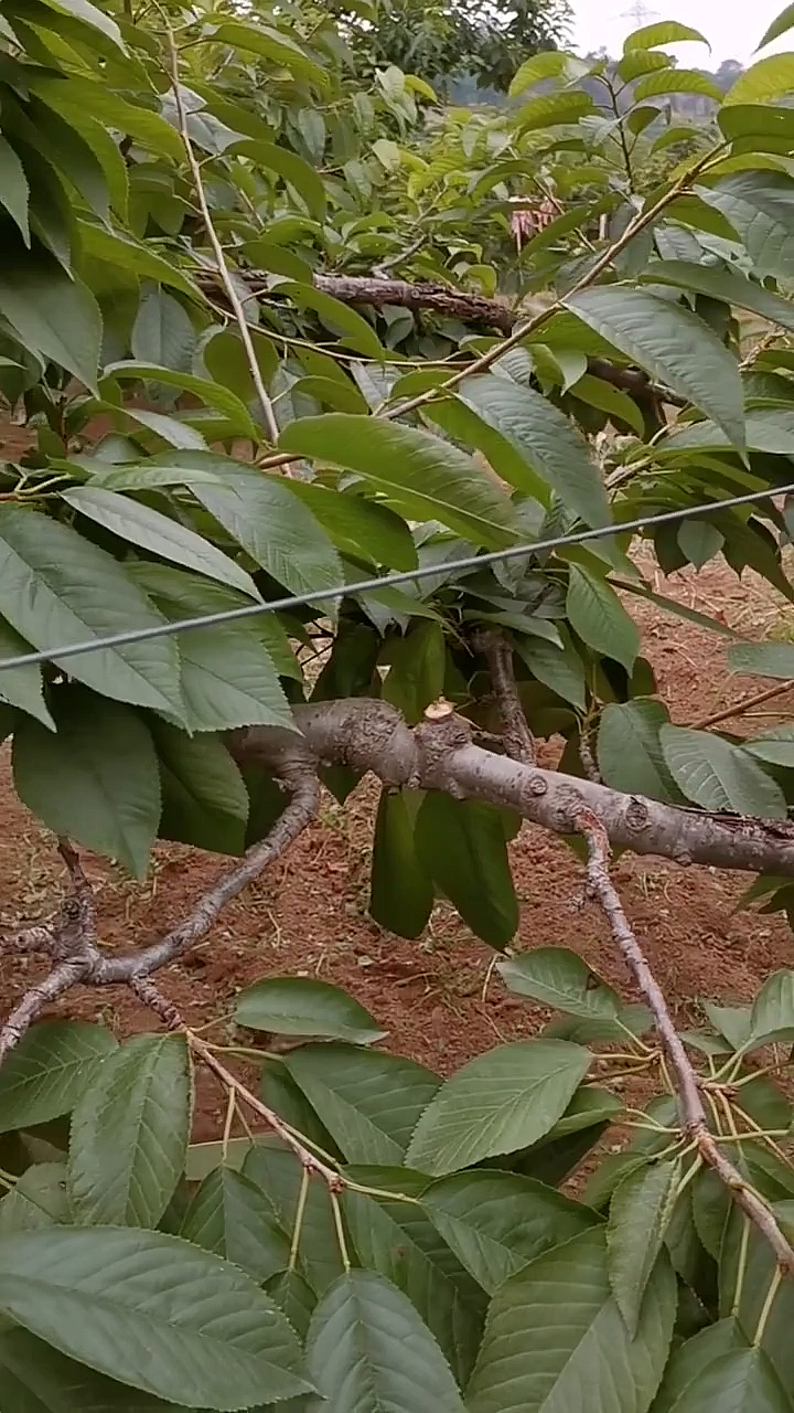 種植技術桃樹修剪光憑經驗不行修剪時期和方法要對