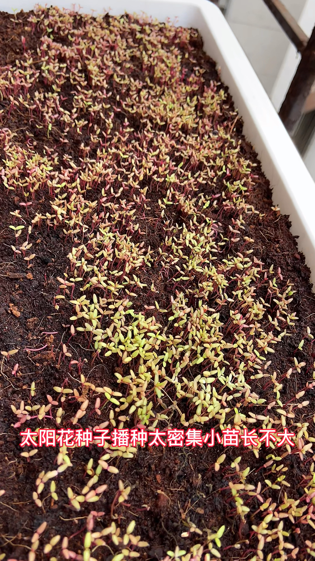 如何避免太阳花种子播种太密集影响后期生长