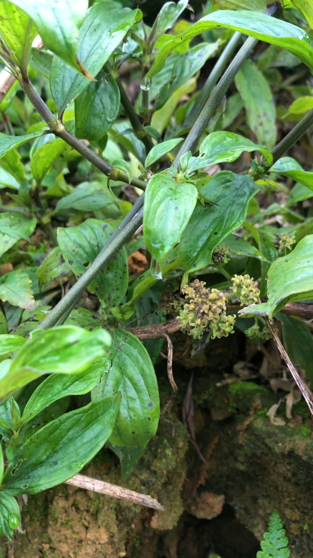 牛白藤,你见过吗