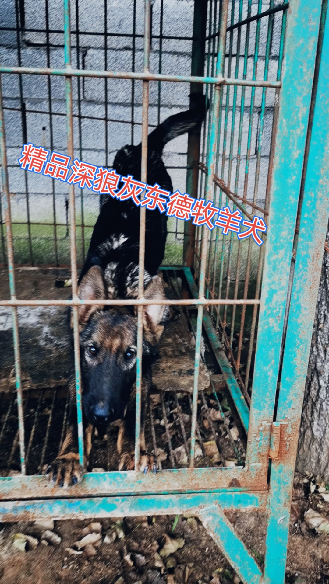 东德牧羊犬四个多月精品狼灰东德牧羊犬深狼灰东德骨架品相一流血统