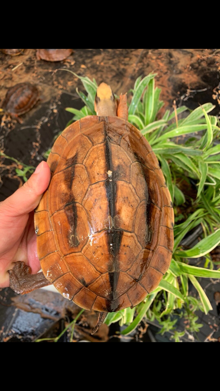 分享越南大米母#家中有米哦#金钱龟