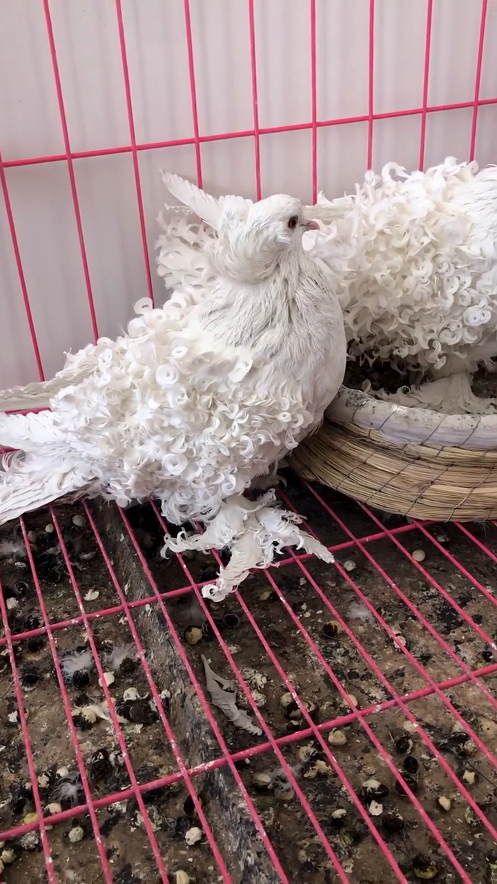 观赏鸽子#大体大卷白芙蓉观赏鸽欣赏-度小视