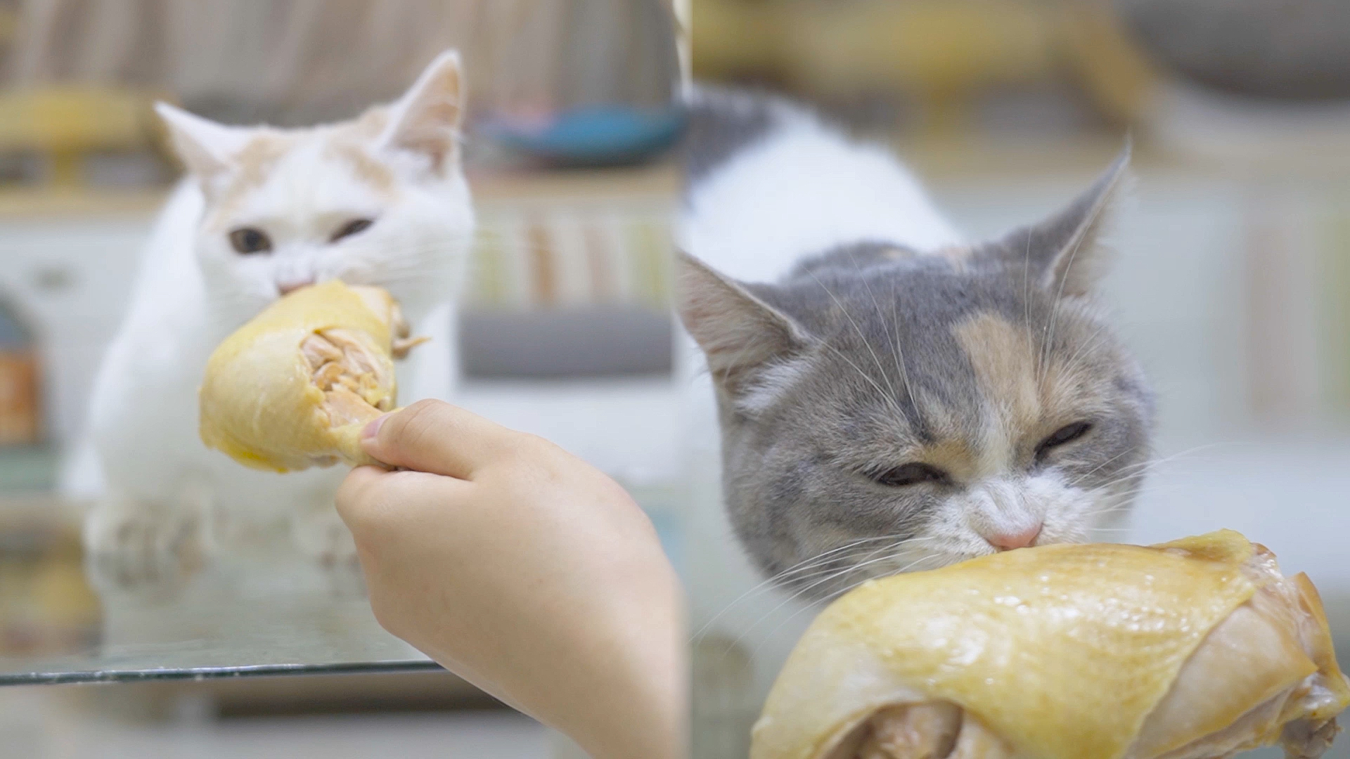 我家萌宠成精了#猫咪吃多种食物,一边咀嚼一边发出呼噜声,看饿了!