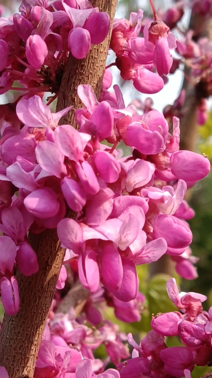 粉色串串花太美啦!