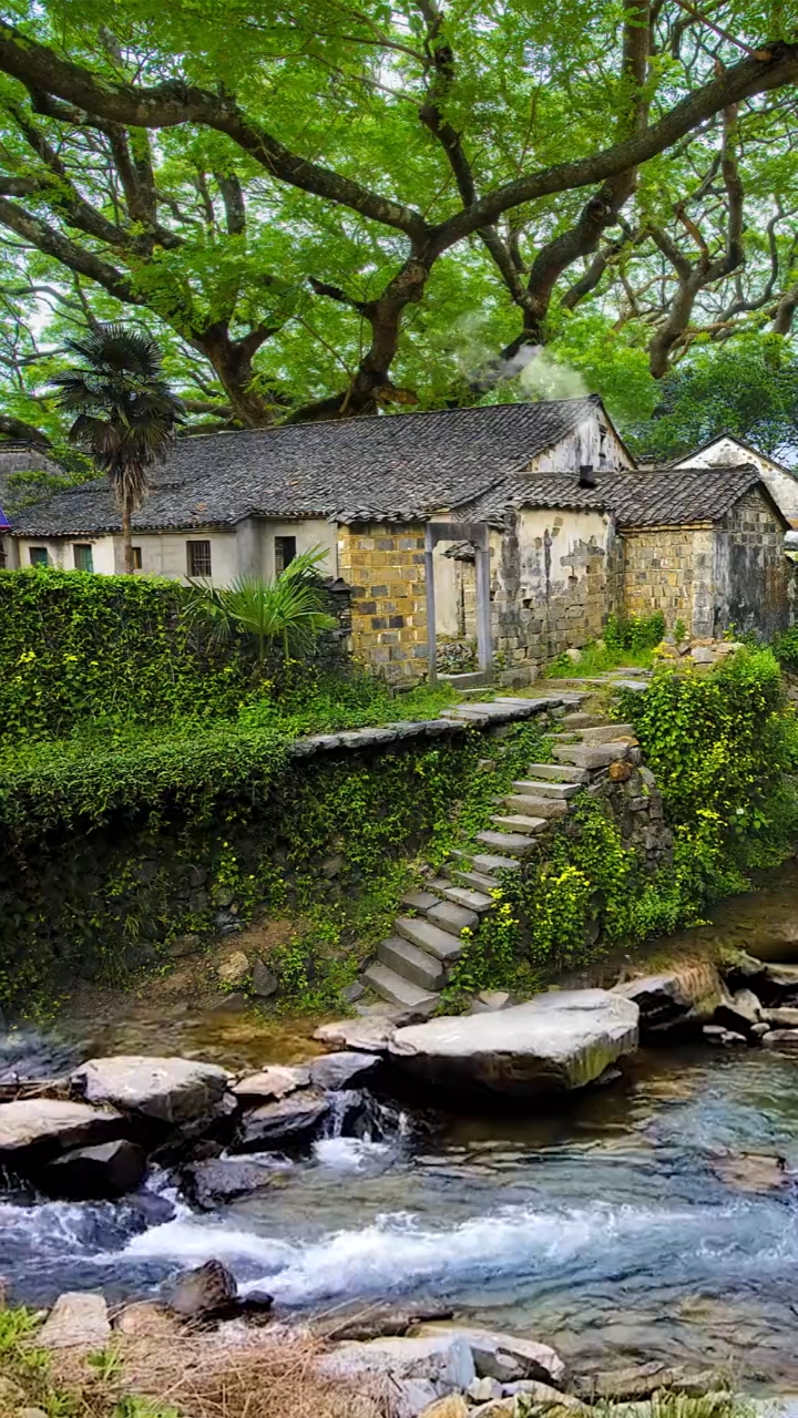 最美的风景#枝繁叶茂古树村炊烟袅袅鸟欢鸣潺潺流水天籁音空气清新景