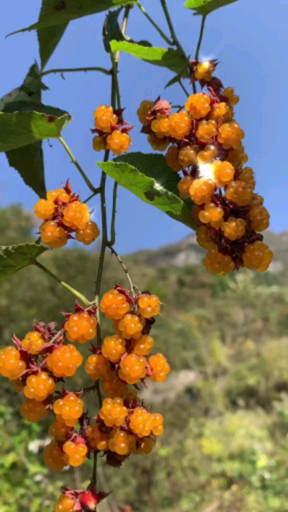 刺泡儿花图片图片