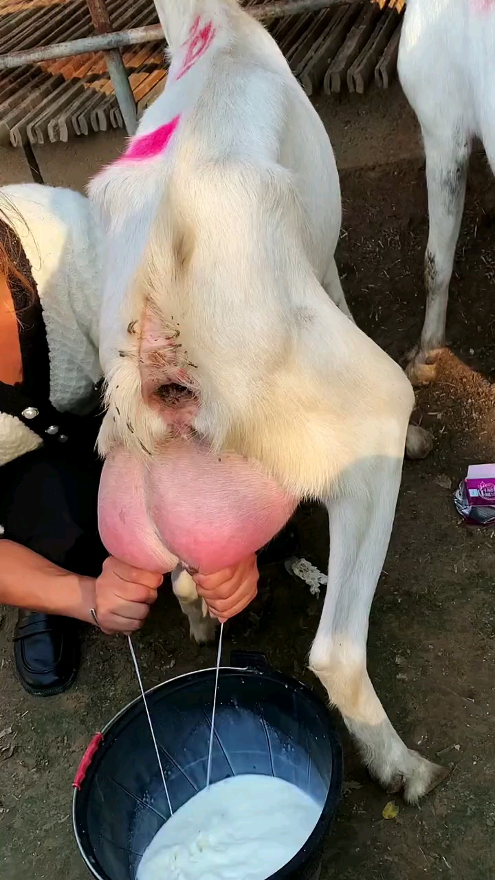 萨能奶山羊#萨能奶山羊长身腰大体型,四方大奶盒奶汁浓稠甘甜-度惺佑