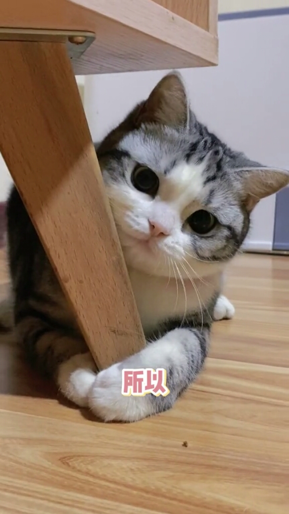 家有猫咪#这么傲娇的小猫咪还有没有人想来宠一下啊