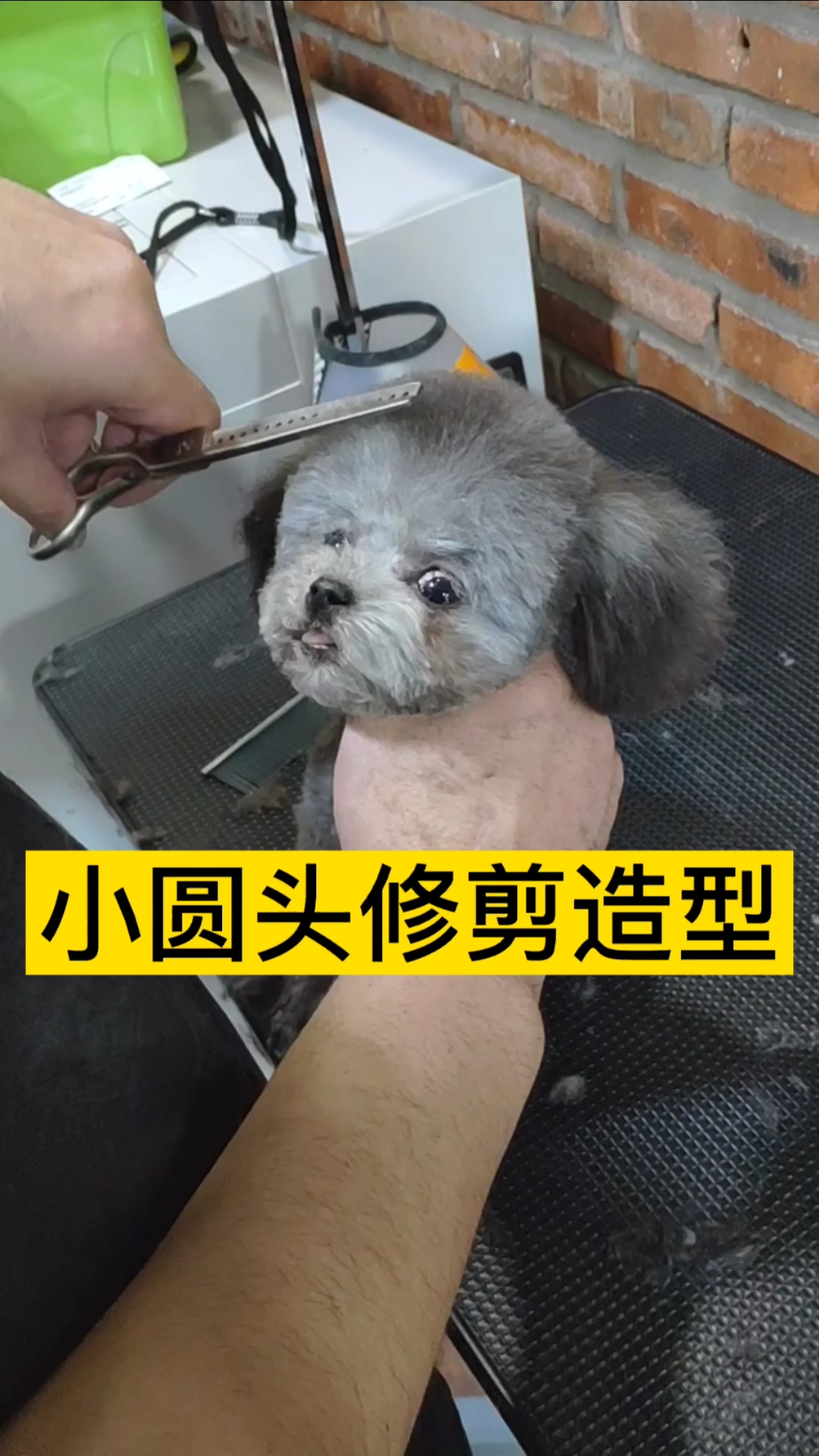 泰迪美容#泰迪小圆头修剪造型