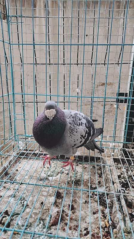 鸽疯子#詹森大鼻子信鸽种雄.