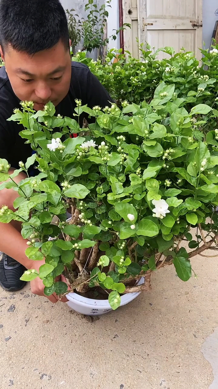 老桩茉莉花