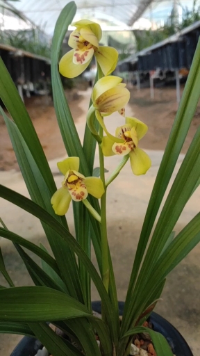 兰花#四季兰建兰黄荷