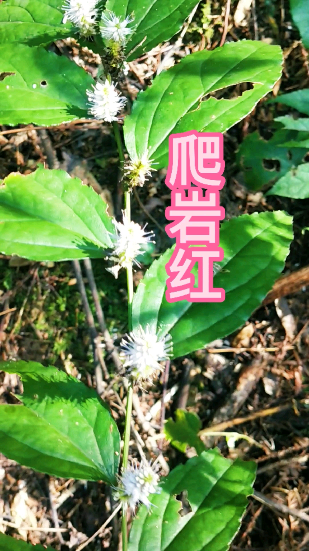 顶端着地生根,别称两头生根,仙人搭桥两头粘等名
