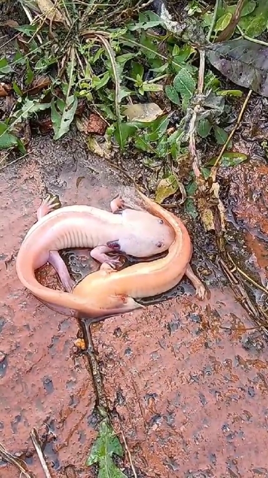 动物百科视频蝾螈别称四脚鱼